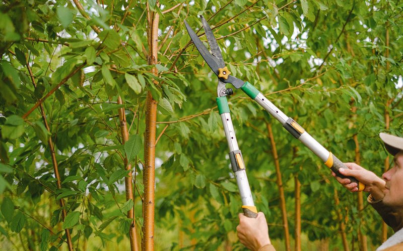 Tree trimming in Montpelier, IA