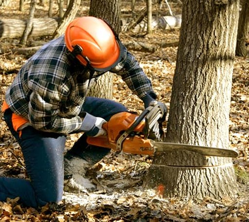 Tree Removal in Montpelier, IA